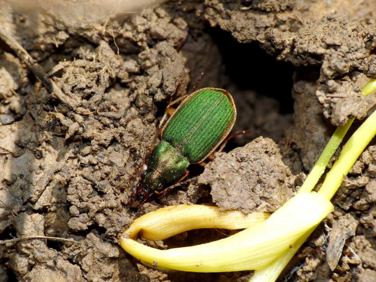 Chlaeniellus olivieri